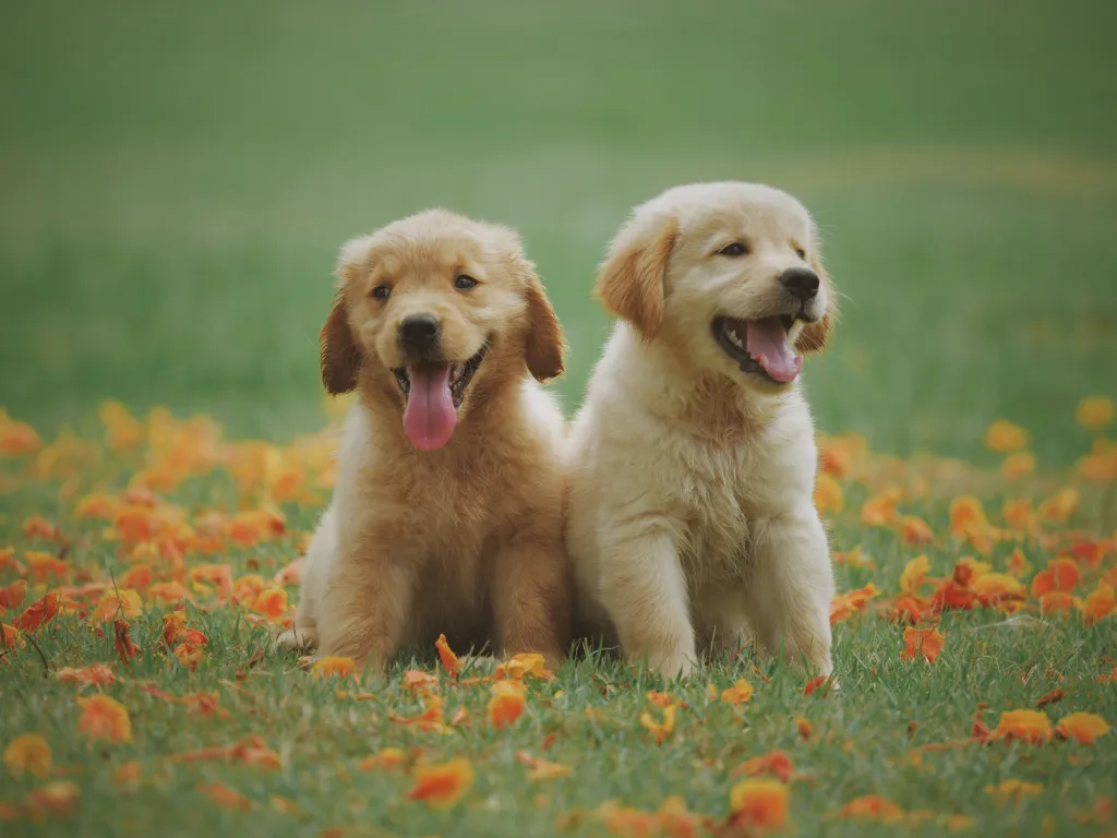 Two cute Golden Retriever puppies in a field