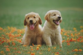 Two cute Golden Retriever puppies in a field