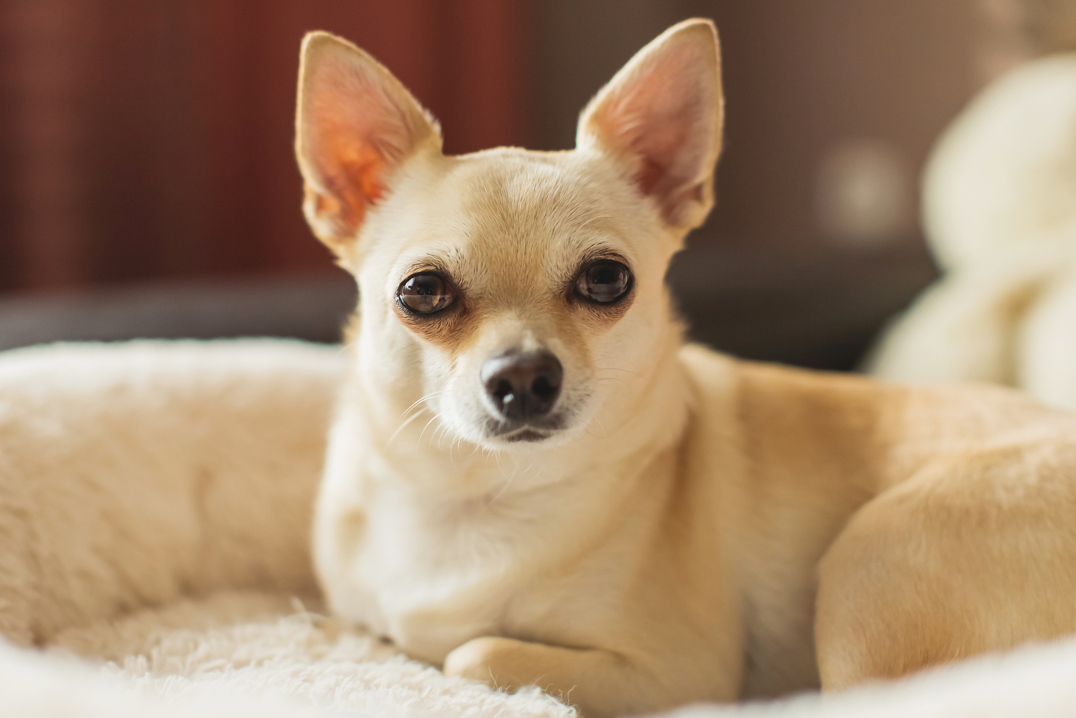 Most Popular Small Dog Breeds