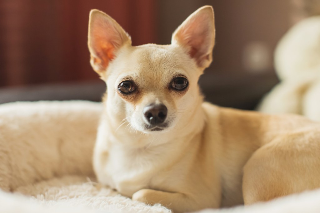 A small pale Chihuahua dog looking at camera