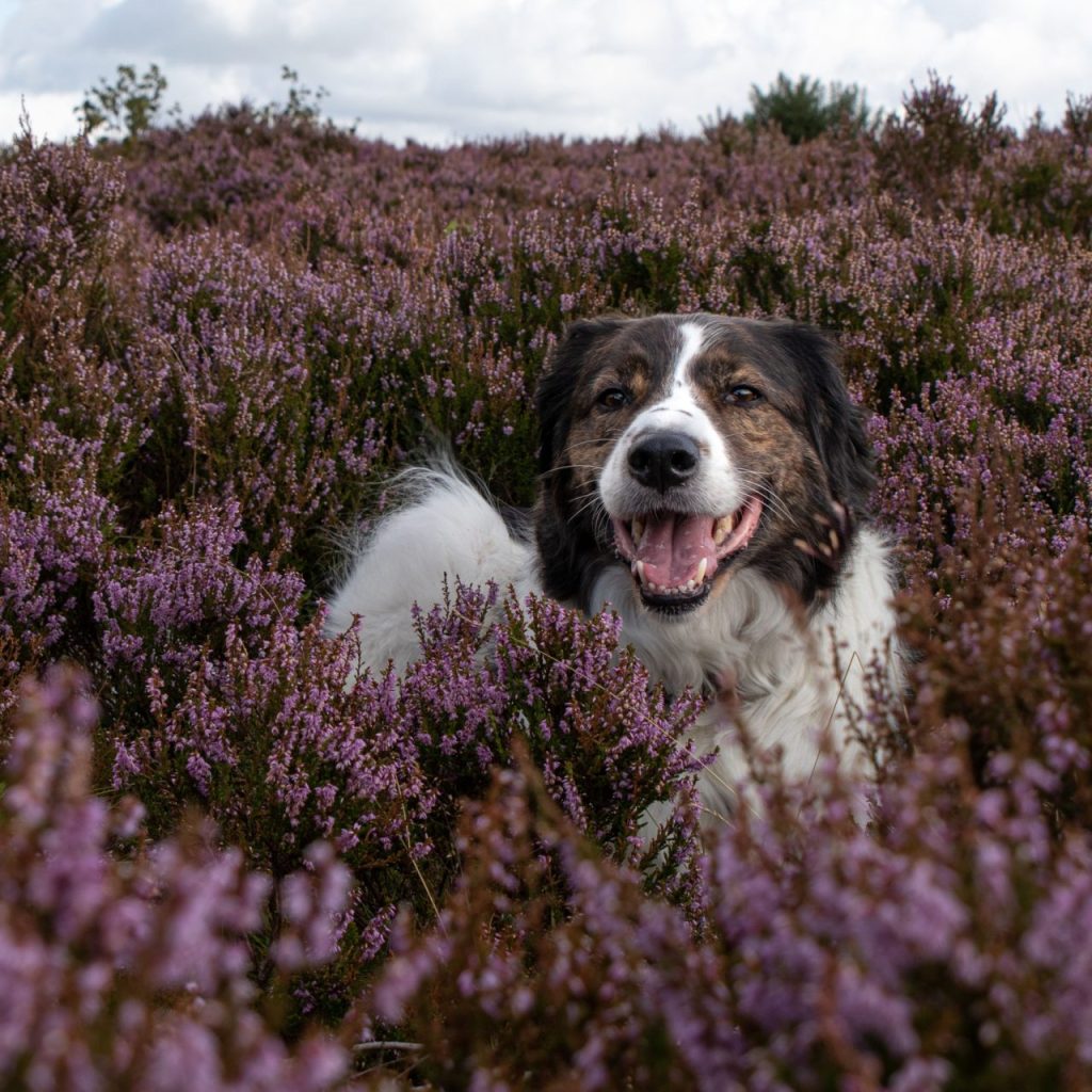Tornjak dog standing in field of flowers