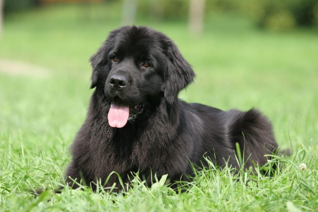 A Newfoundland, a large dog breed, sits in the grass.