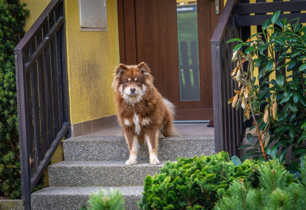 brown finnish lapphund on steps