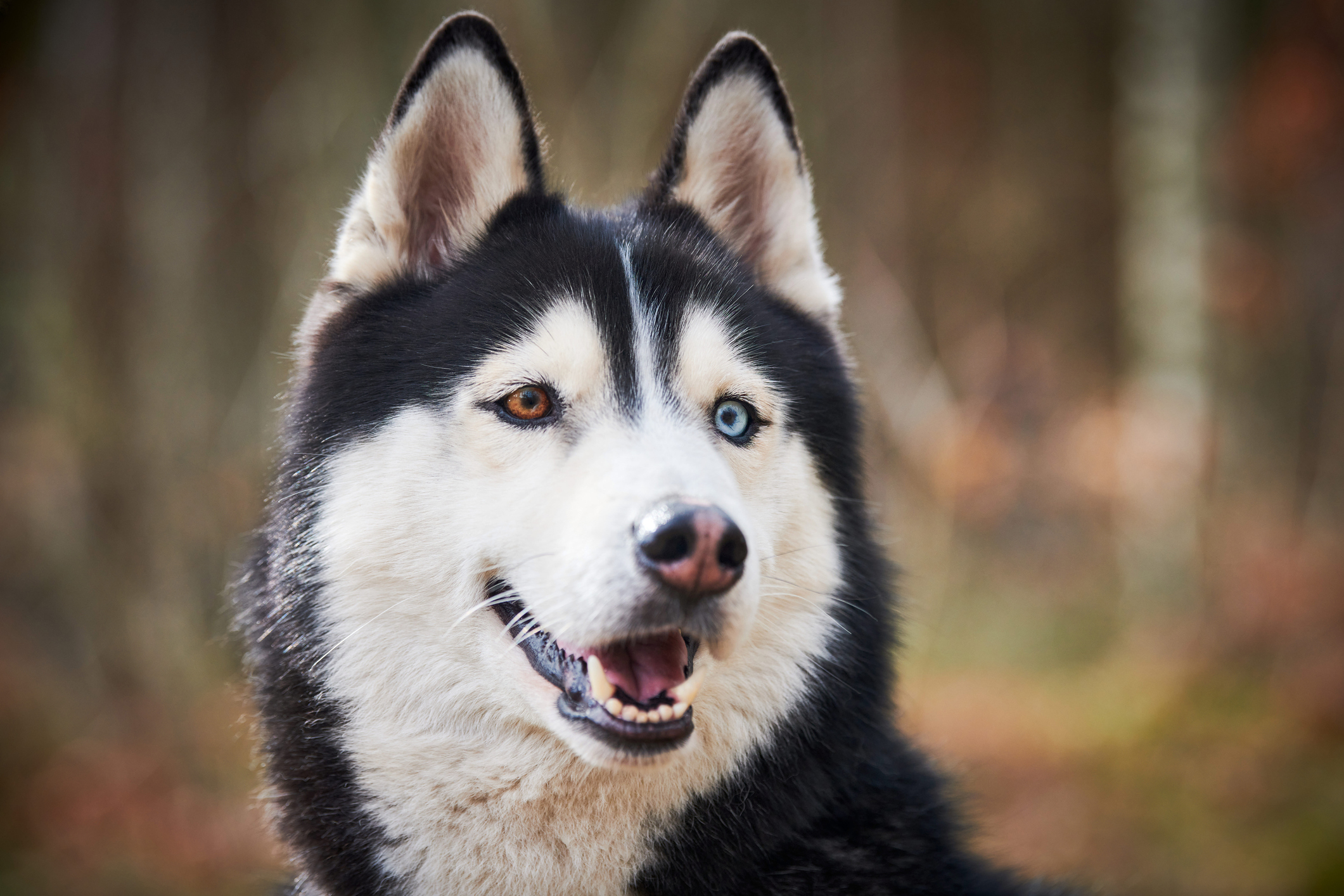 Siberian Husky Dog Breed Information & Characteristics