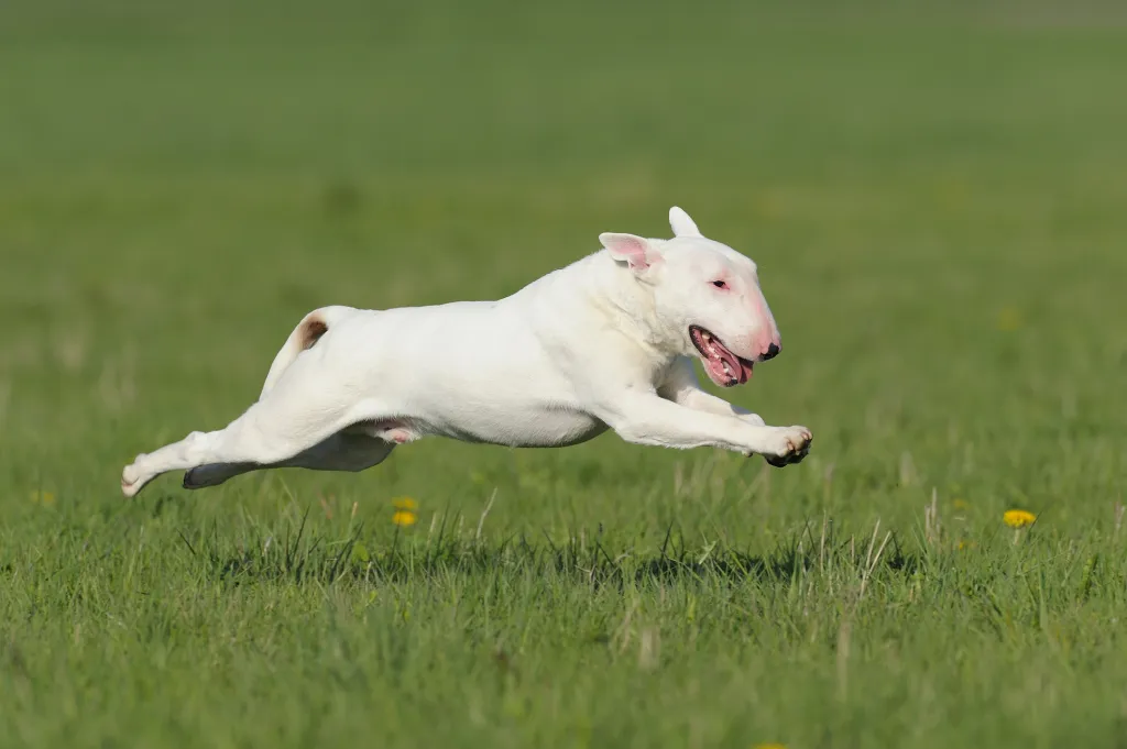 Bull Terrier running through meadow