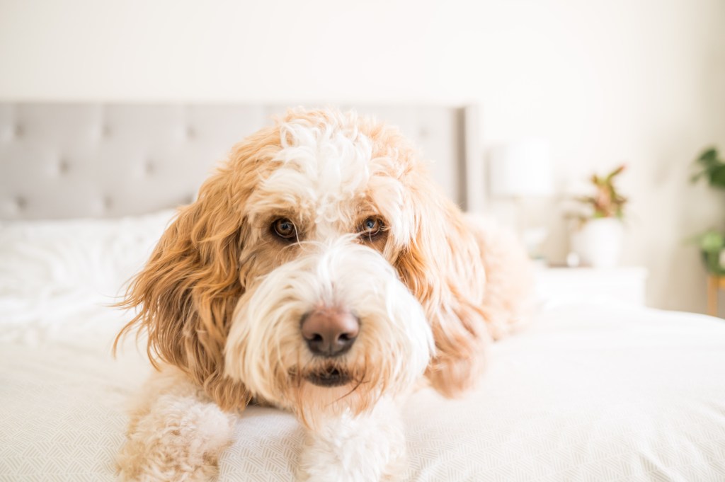 Charlie is "bernedoodle" a poodle mixed with a bernese mountain dog. He is sitting on the bed looking at the camera
