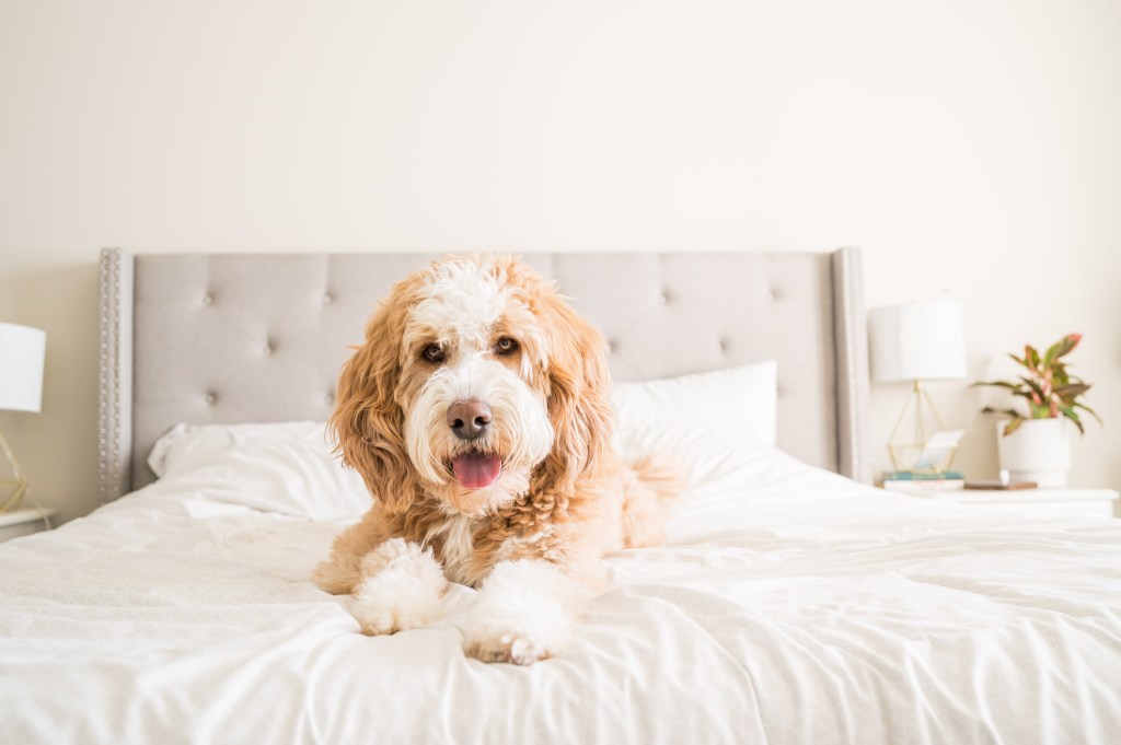 Bernedoodle lying on a white bedspread