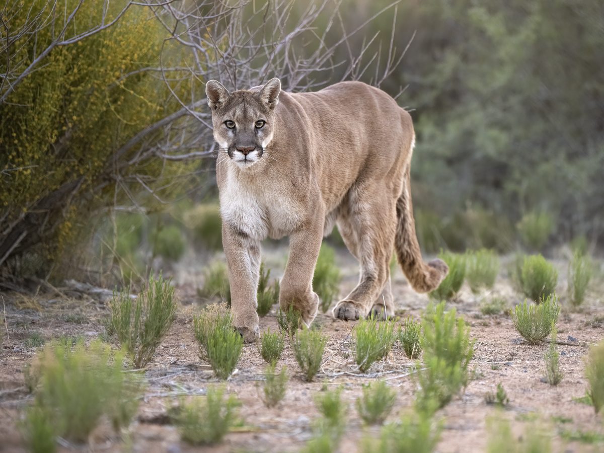 Dog Survives Mountain Lion Attack