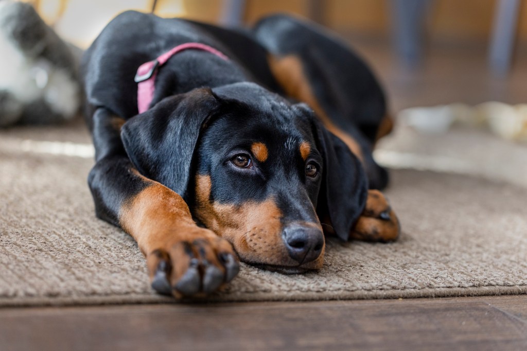 adolescent Doberman Pinscher puppy