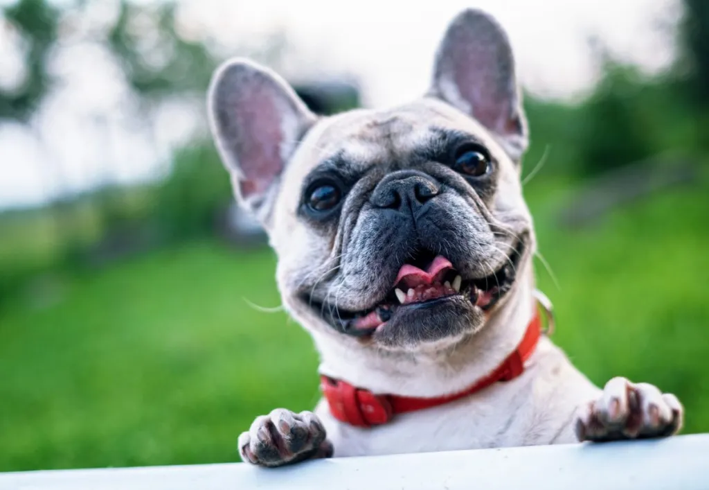 Smiling small dog, a French Bulldog, standing up on a porch with a background of grass.