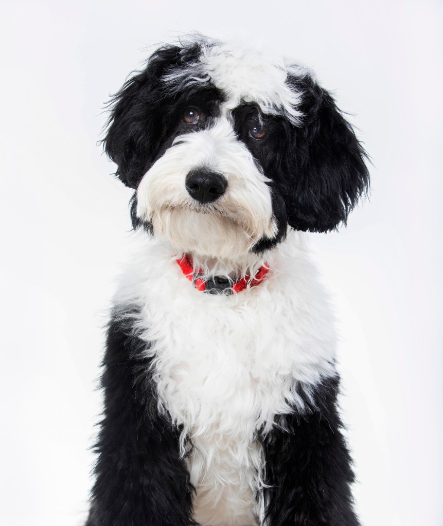 Mini Bernedoodle sitting