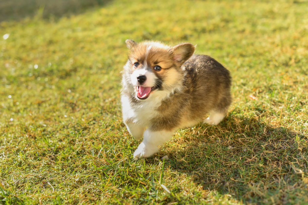 Corgi puppy running through the grass