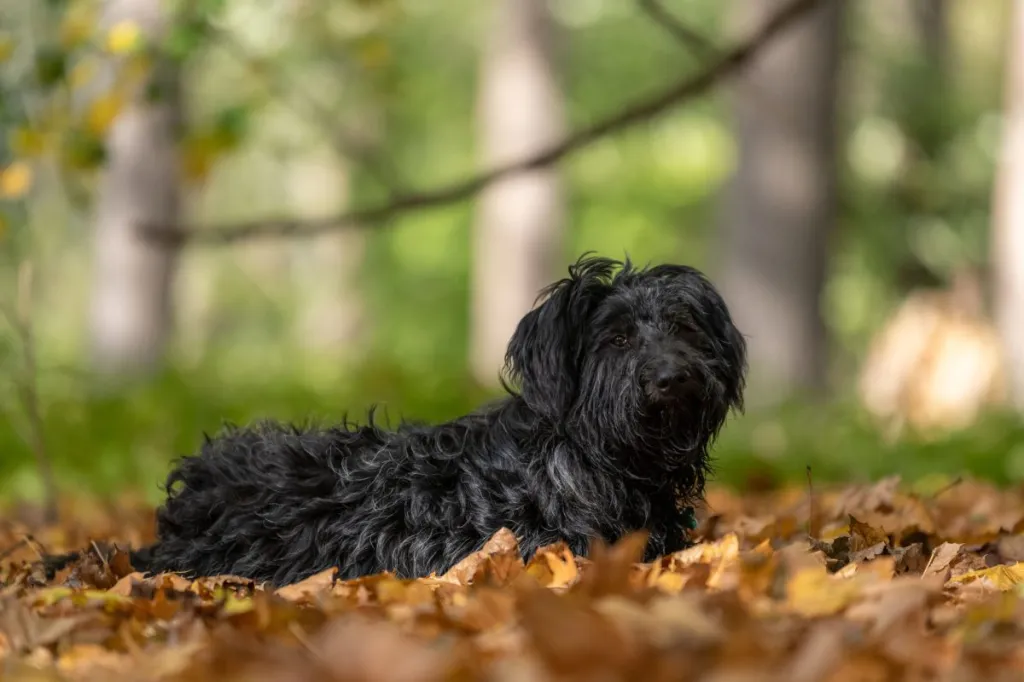 Russian Tsvetnaya Bolonka dog resting on leaves
