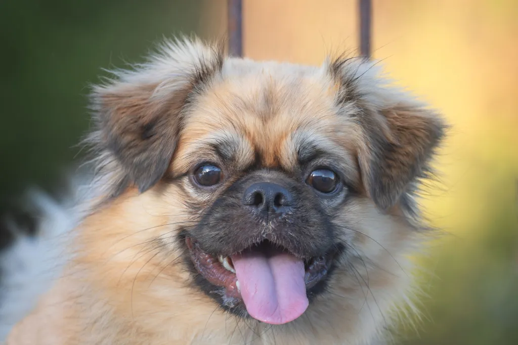 A cute happy Pekingese dog with metal bars on the blurred background