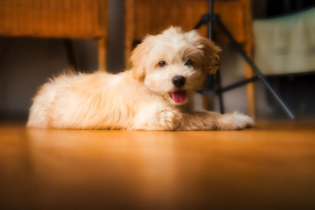 Maltipoo puppy lying down on wood floor inside