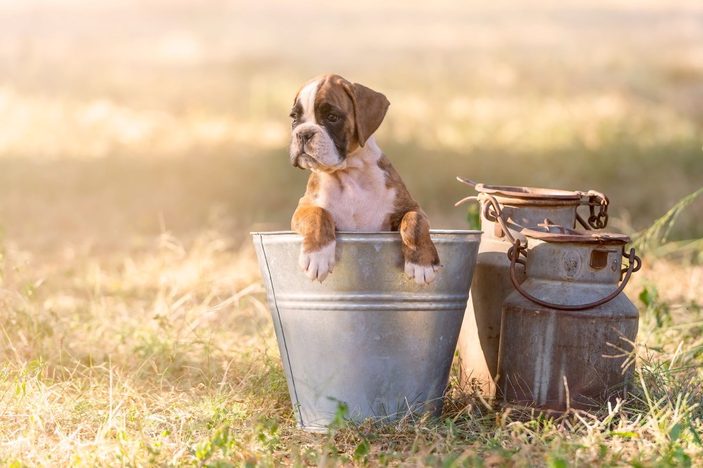 Boxer puppy in bucket
