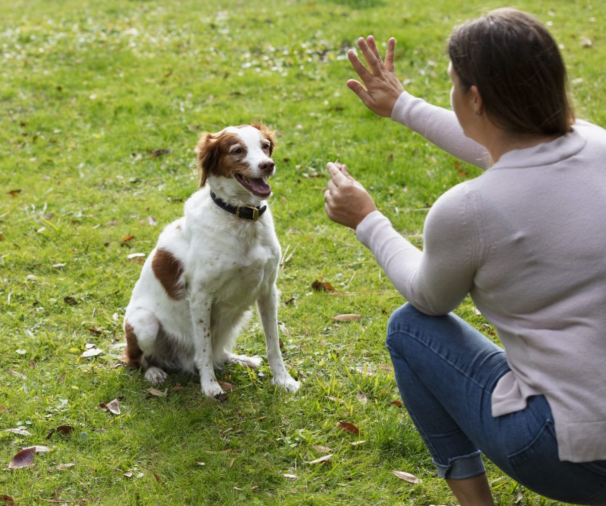 Training a hot sale deaf puppy