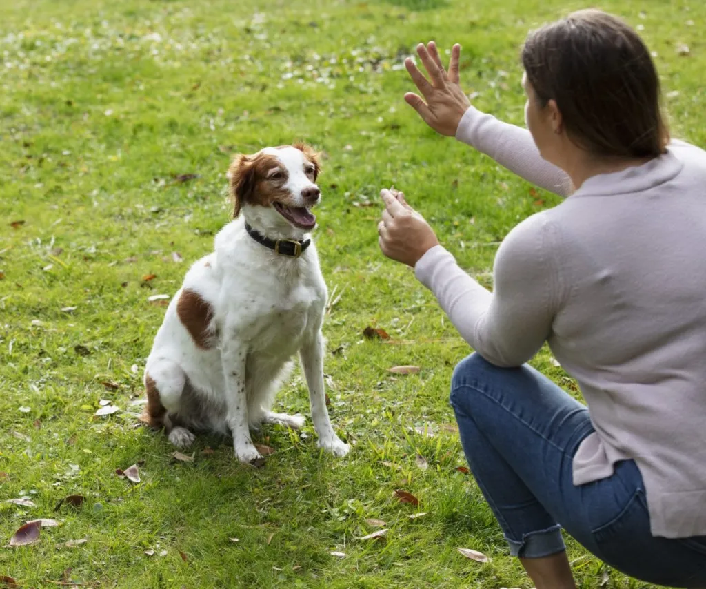 woman training a small, deaf dog using hand signals