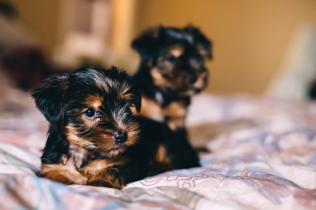 Yorkshire Terrier Yorkie puppies on bed