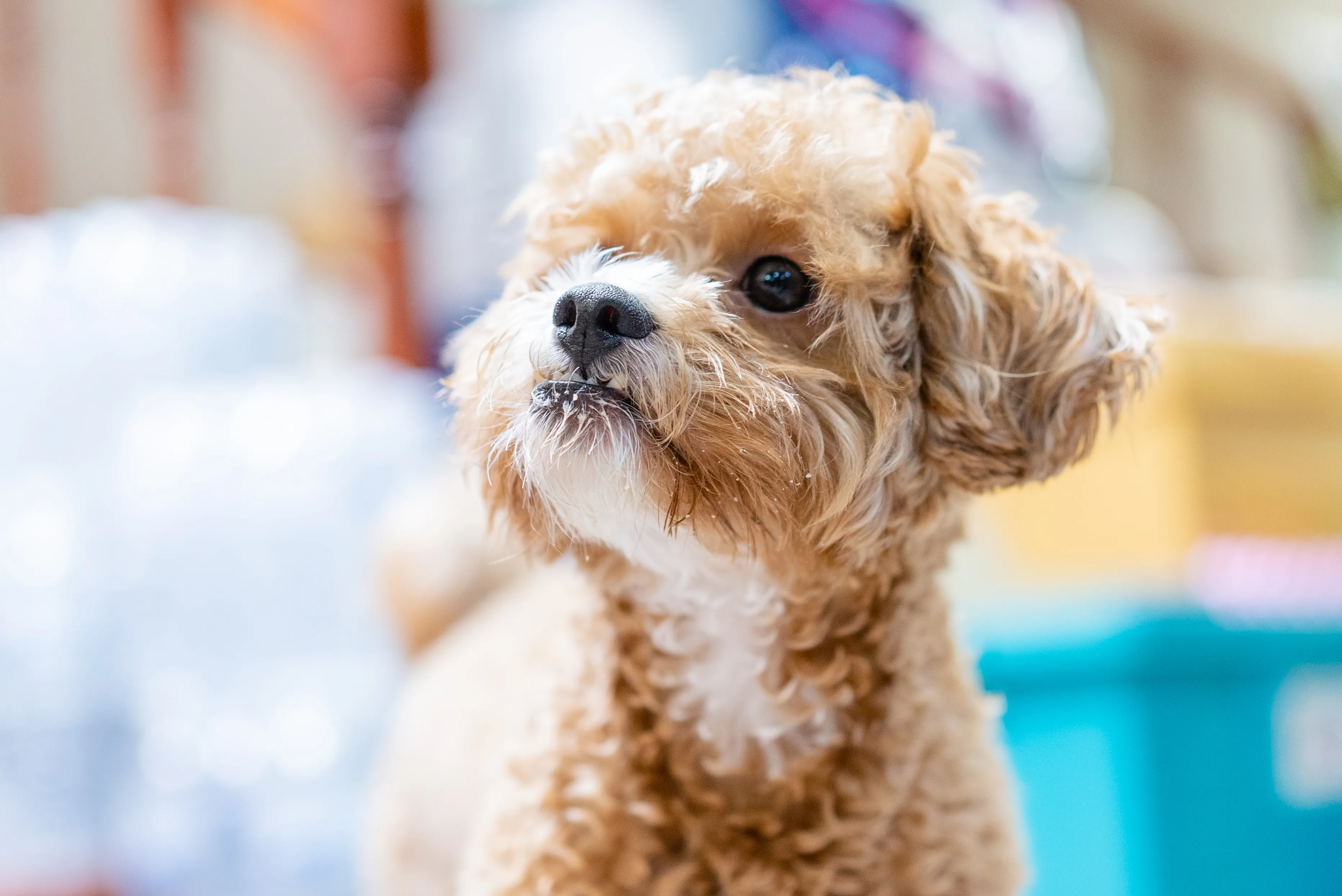 Maltipoo store breathing fast