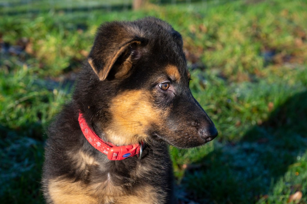 German Shepherd puppy in profile