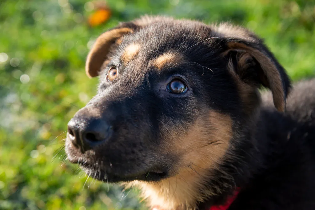 close-up of German Shepherd puppy