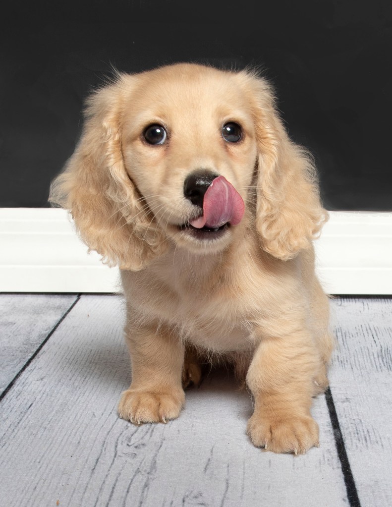 Long-haired dachshund puppy licking nose