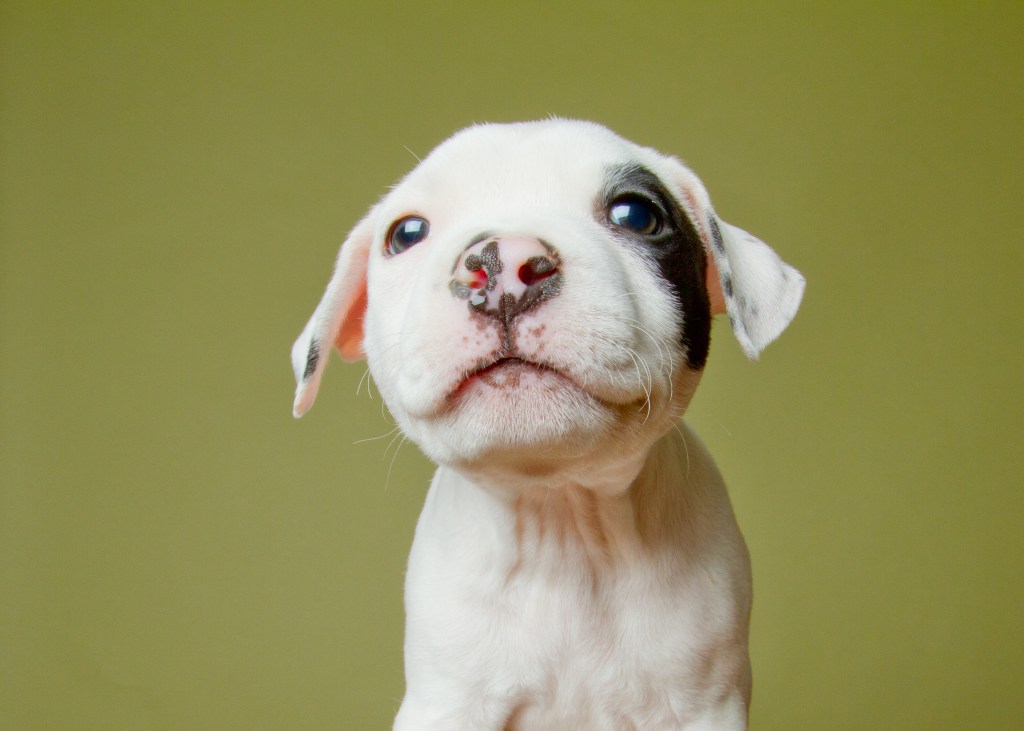 Pit Bull puppy with spotted nose