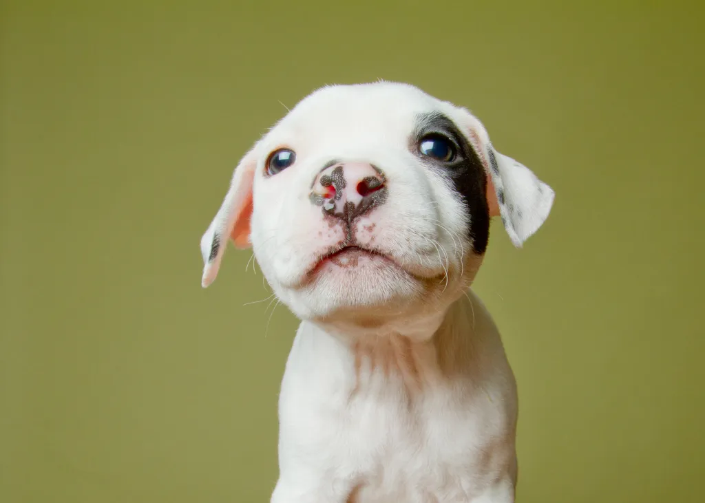 Pit Bull puppy on green background