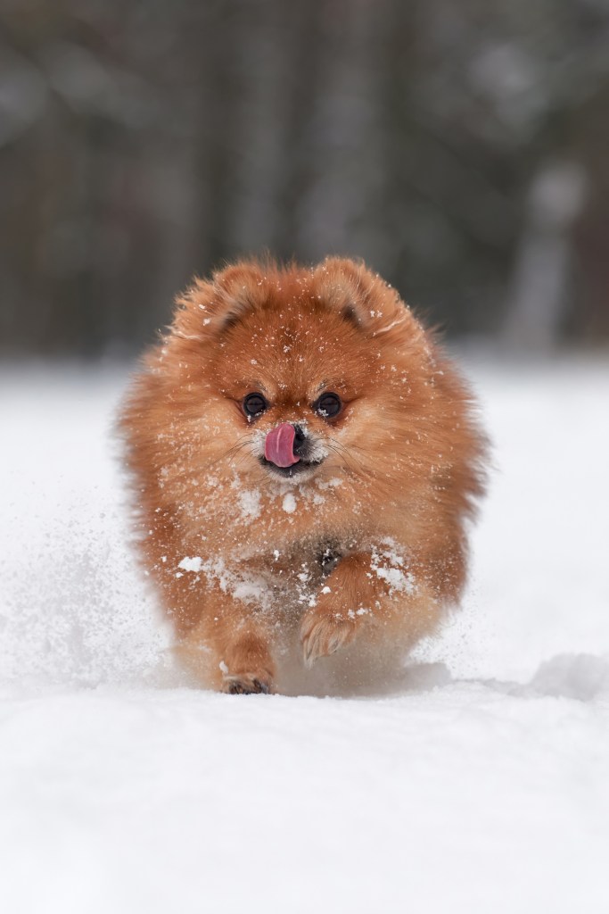 Pomeranian puppy running through the snow