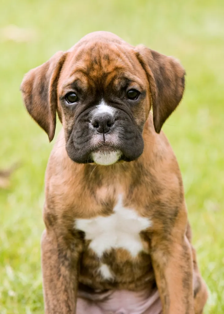 Boxer puppy looking at camera