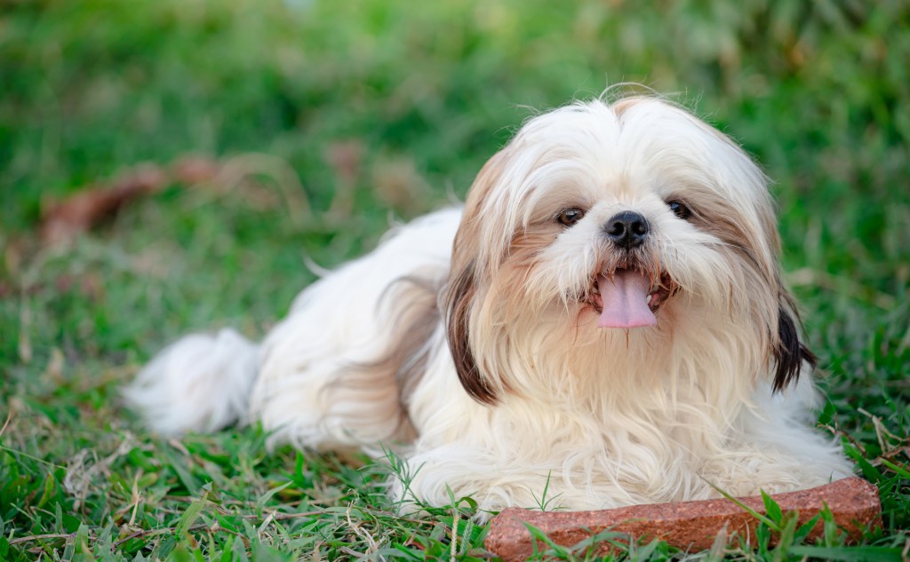 Shih Tzu dog lying on grass