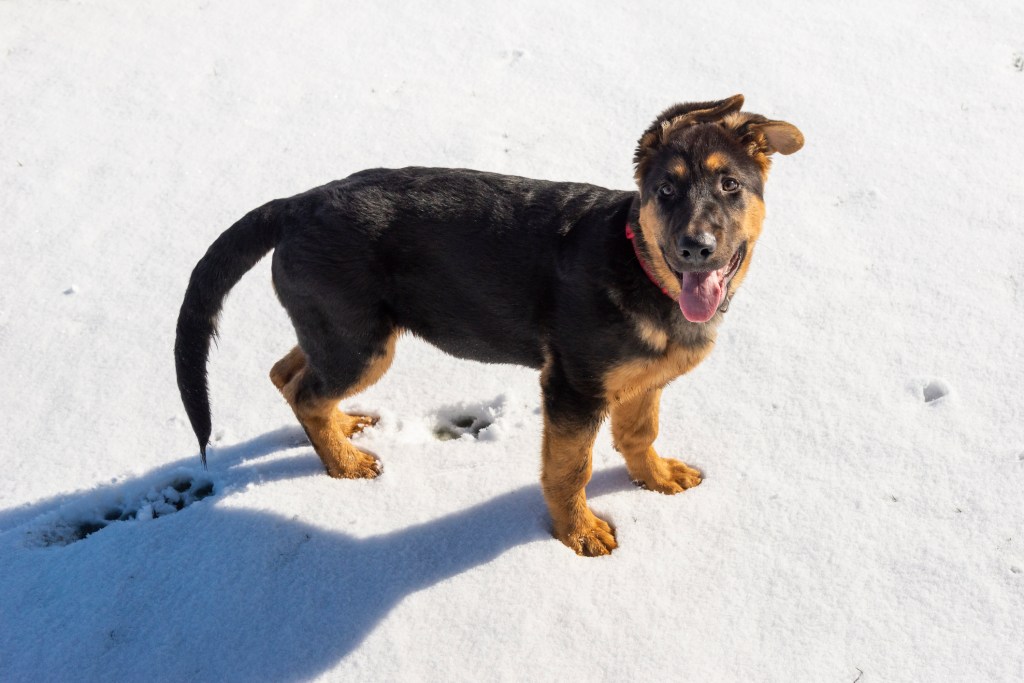German Shepherd puppy on snow