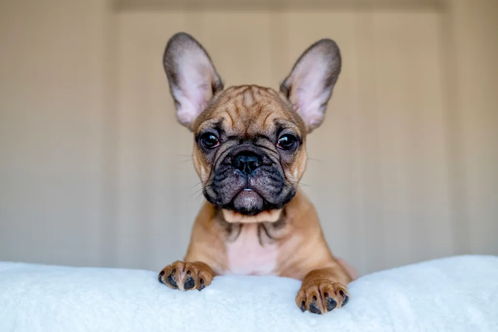 Soft and squat. : r/Frenchbulldogs