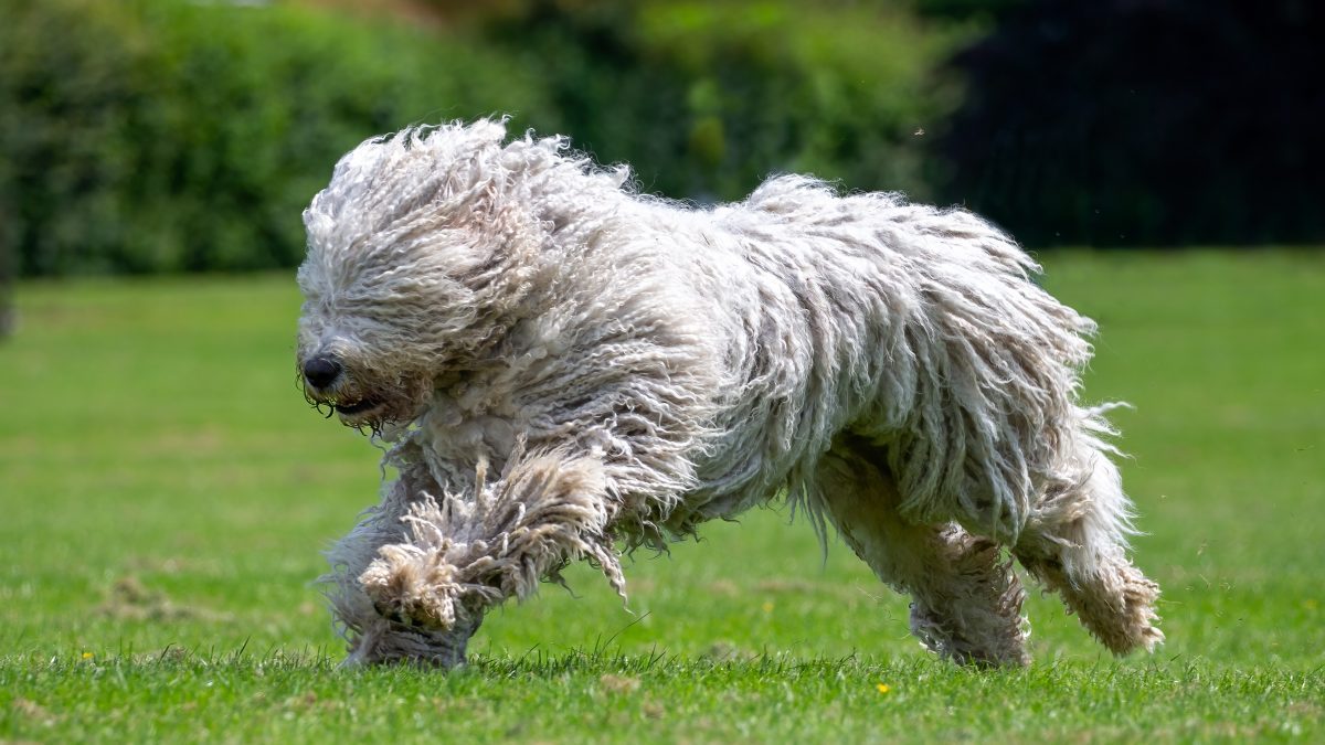 Komondor sheepdog hot sale