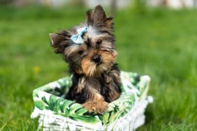 Yorkshire Terrier Yorkie puppy in a basket on a lawn