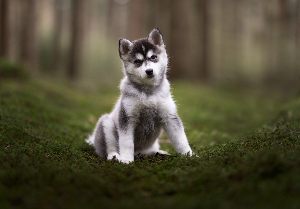 images of cute husky puppies