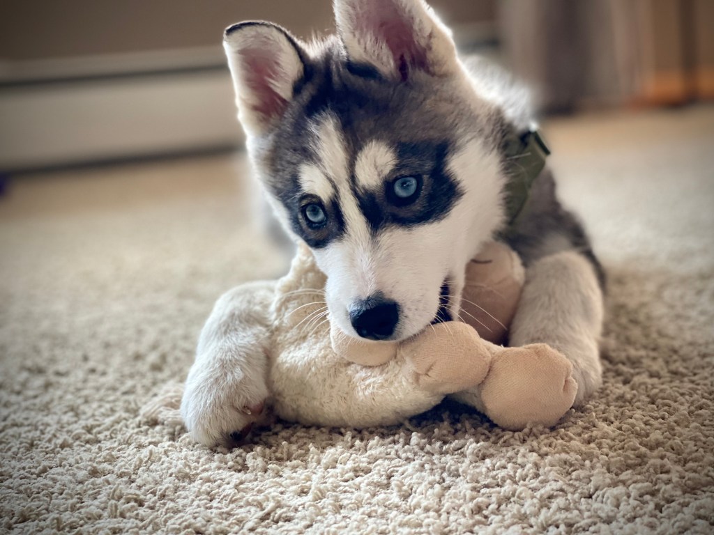 Siberian Husky puppy