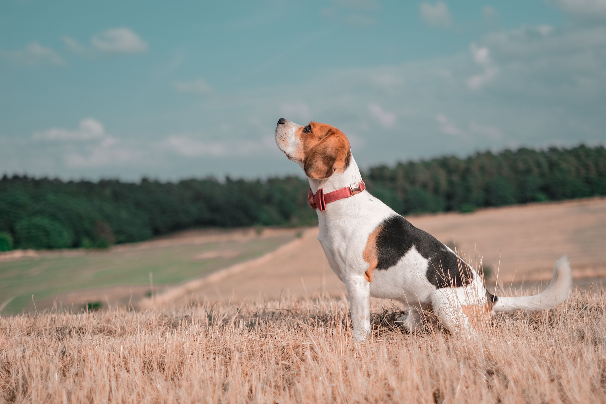 Train walker hot sale coonhound