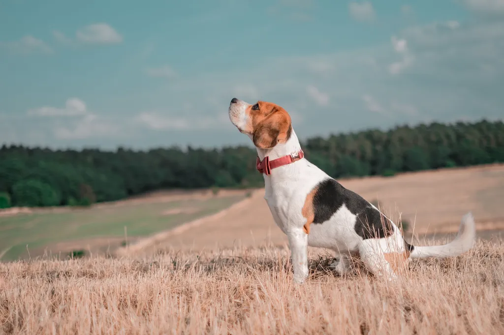 Treeing Walker Coonhound wearing a bowtie standing in a field