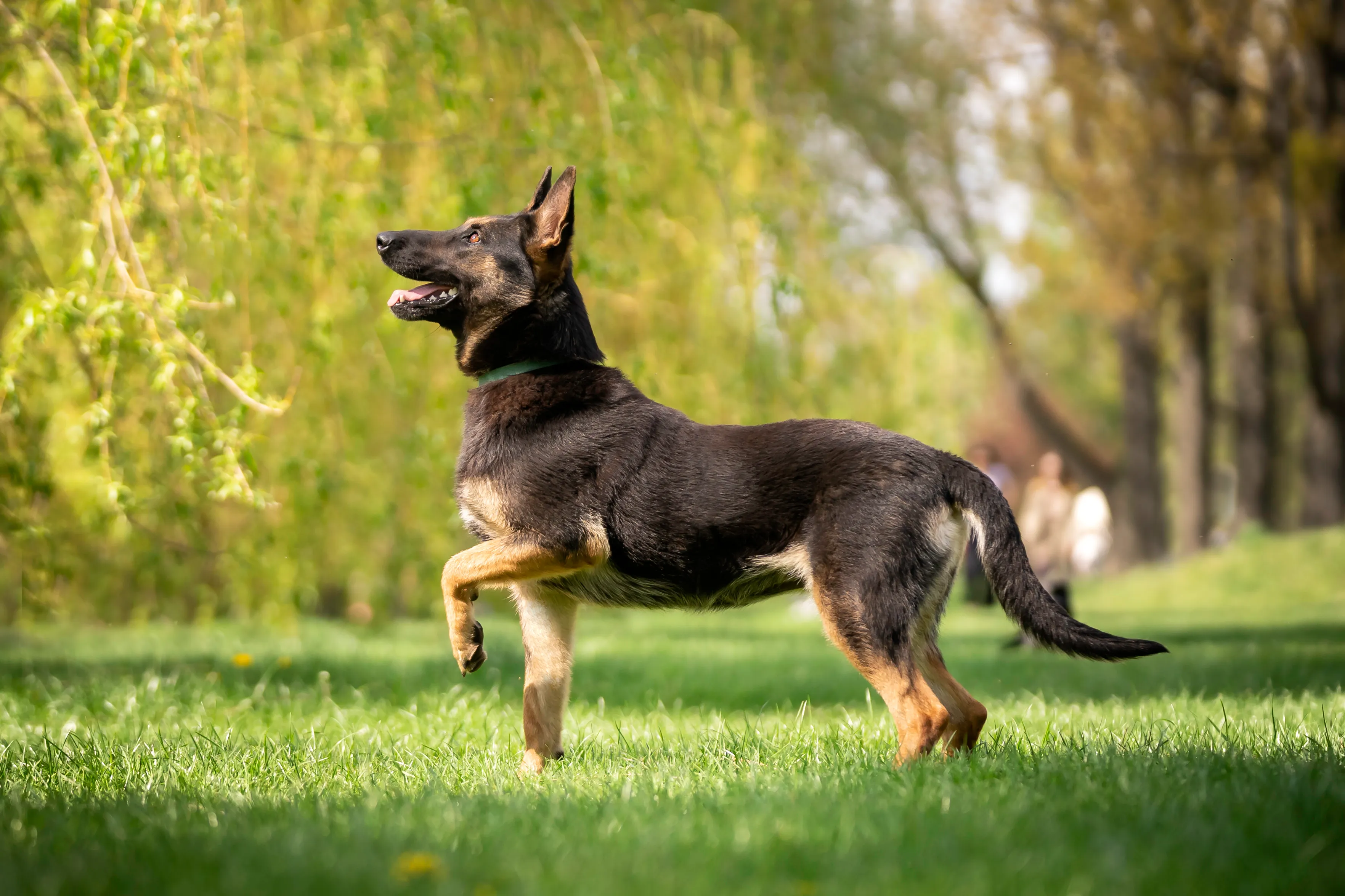 Belgian store malinois hounds