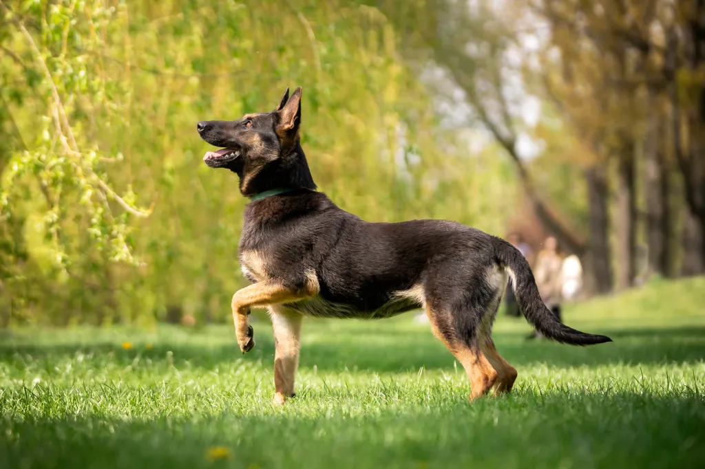 Belgian Malinois, a beloved Belgian dog breed, standing outdoors on grass, ready to jump.
