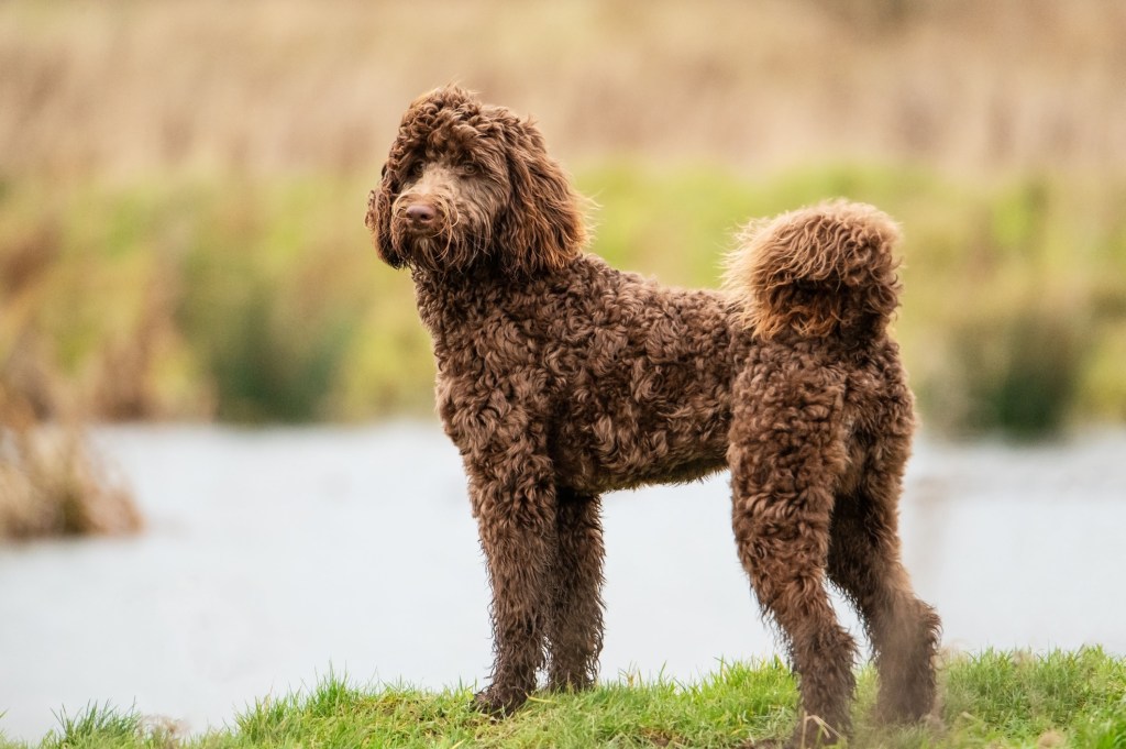 Bernedoodle dog standing in grass