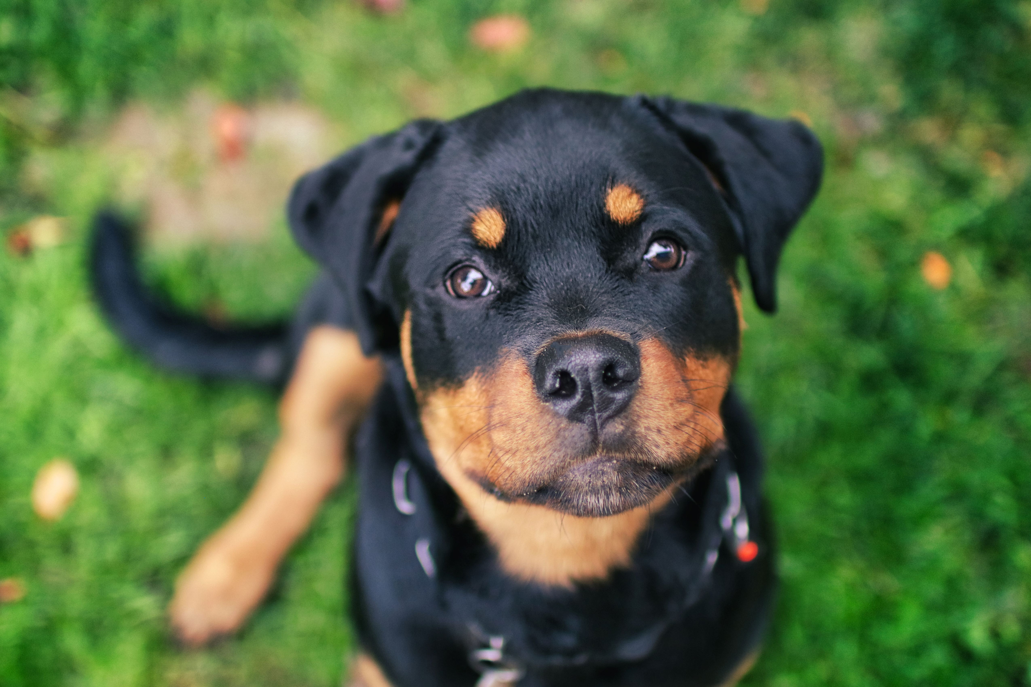 Rottweiler Puppy Pictures and Facts