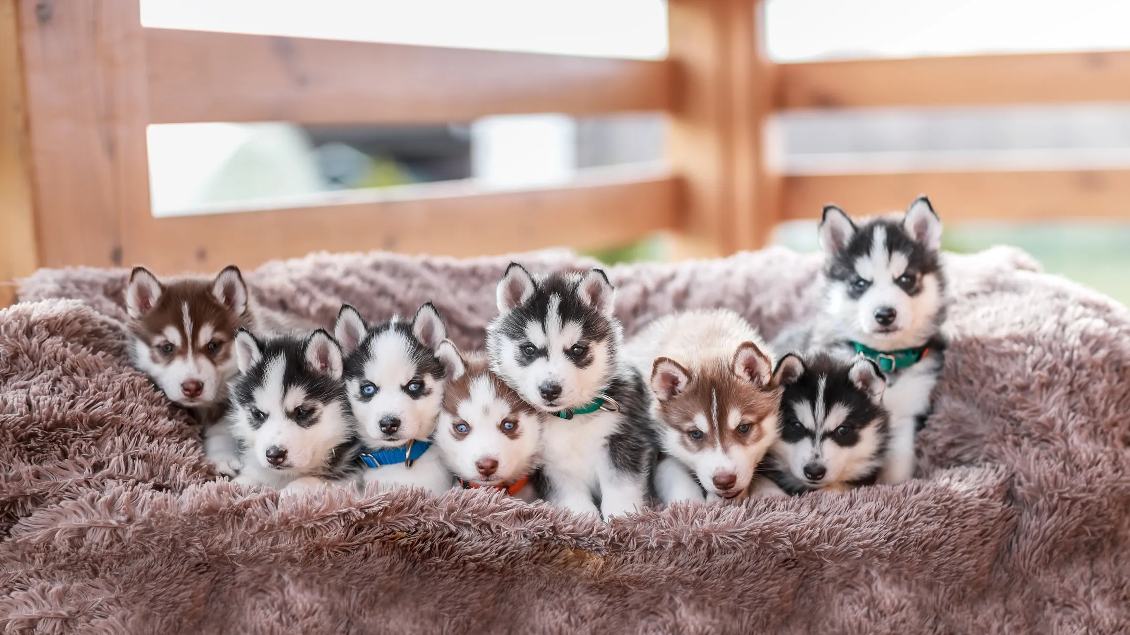 at what age should i start training my husky puppy