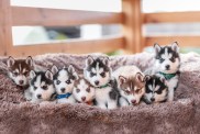 Husky puppies in bed in front of a wooden fence