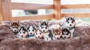 Cutest Siberian Husky Puppy In The World Cutest Siberian Husky Puppy In The World