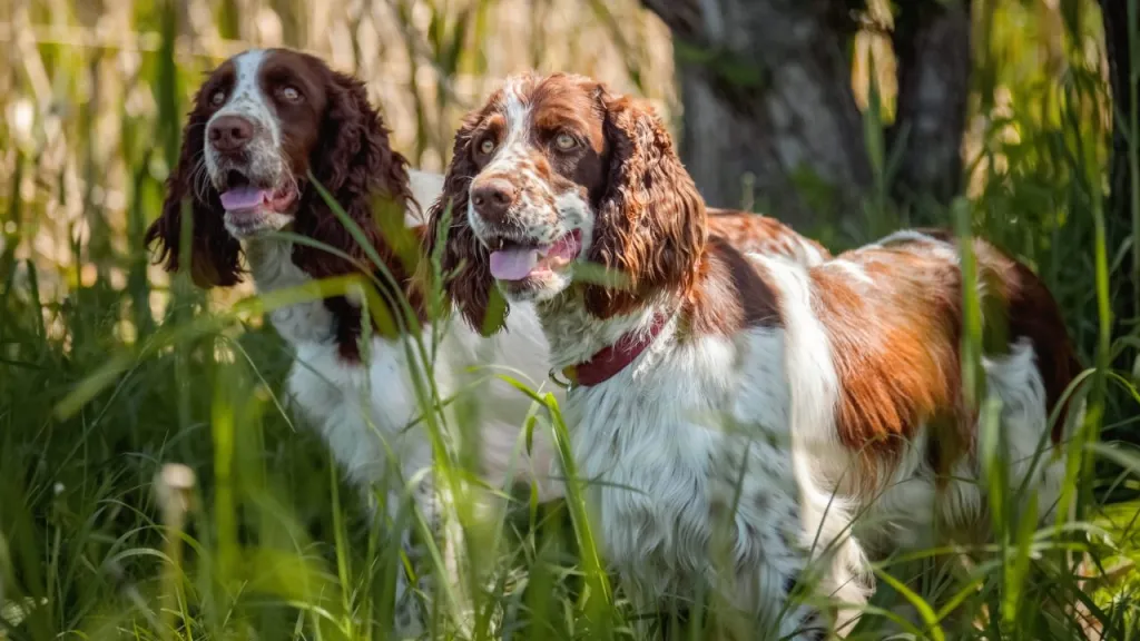 Two English Springer Spaniels stand in a field of tall grass.