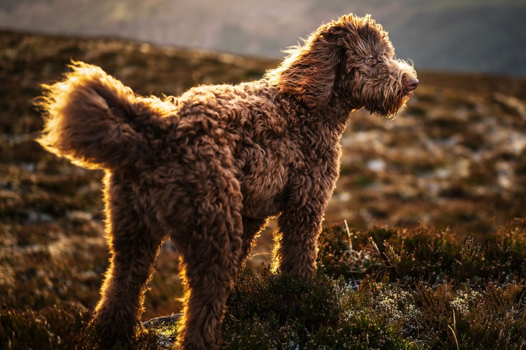 A Bernedoodle puppy stands atop a hill overlooking a picturesque sunset