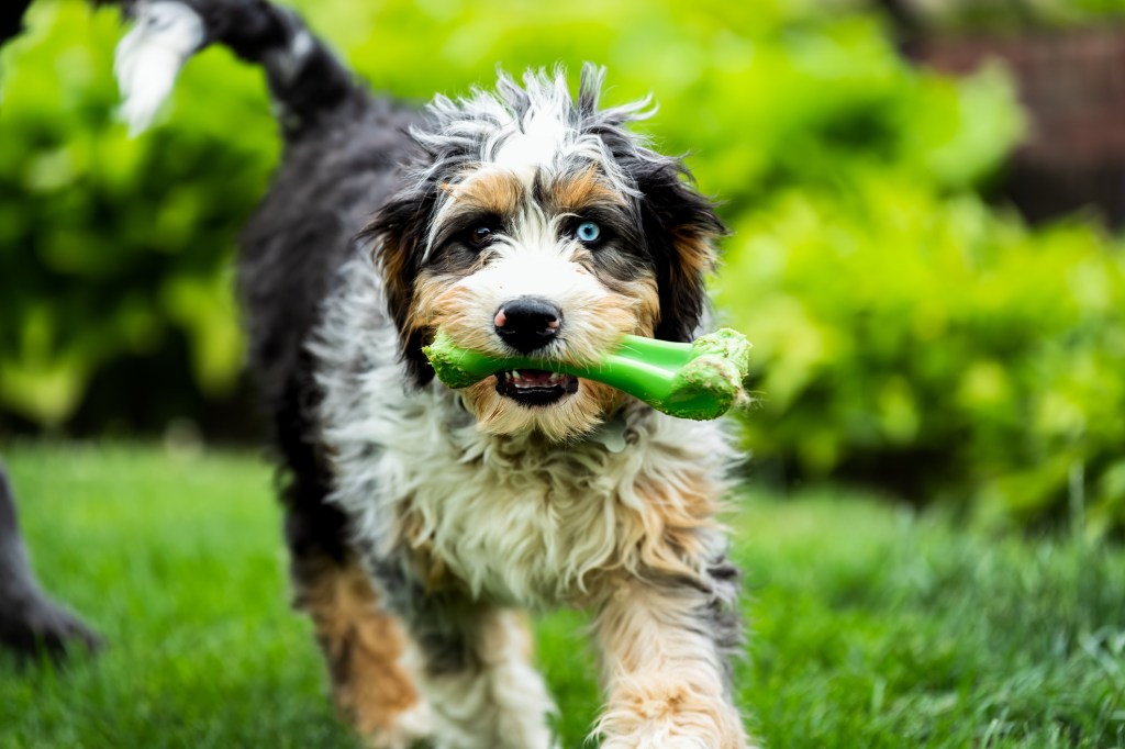 A happy Bernese Mountain Dog Poodle mix runs in the grass with a green toy in his mouth.